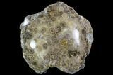 Polished Fossil Coral (Actinocyathus) - Morocco #110561-2